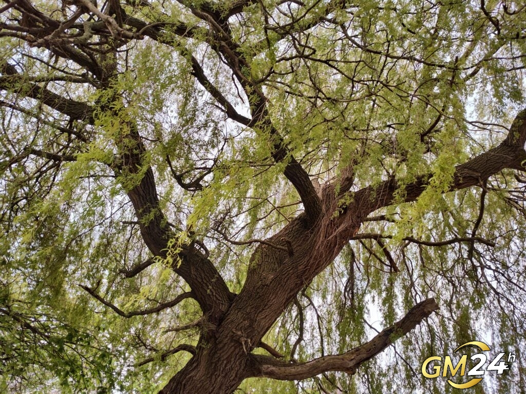 ภาพต้นไม้ที่ถ่ายด้วย Motorola ThinkPhone